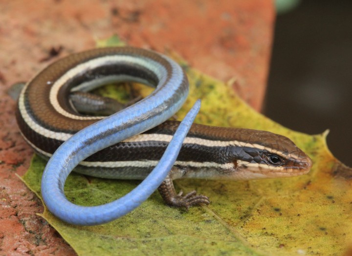 Western Skink